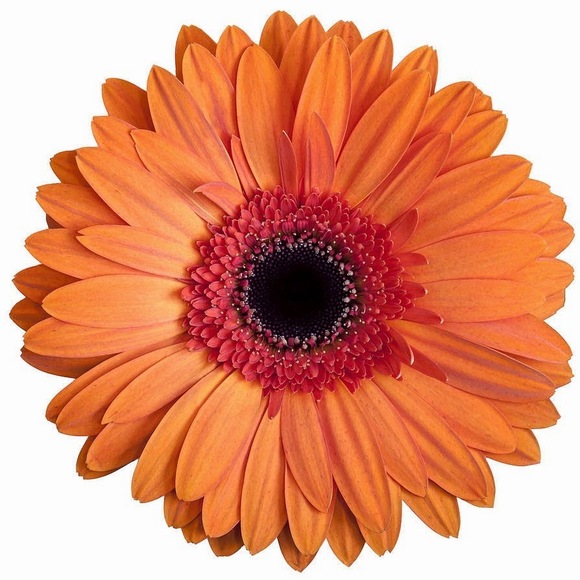 Meet your Posher, Lauren - Picture 1 of 1